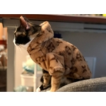 Sphinx-veste-polaire-capuche-pour-chat-v-tement-chaud-sans-poils-automne-hiver-tenue-pour-chaton