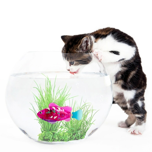 https://media.cdnws.com/_i/181484/m840-1449/1256/53/jouet-poisson-chat-piles-eau-activ-e-poisson-de-natation-jouets-poissons-chat-poisson-avec-mauvaise.jpeg