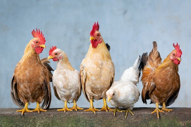 Poules magazine ... Billet d'humeur février 2021