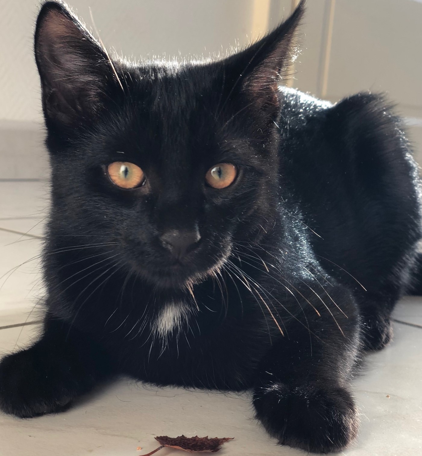 Le chat et l'échelle... Avril 2018