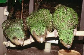 Konjac ou kakapo?... Billet d'humeur janvier 2023