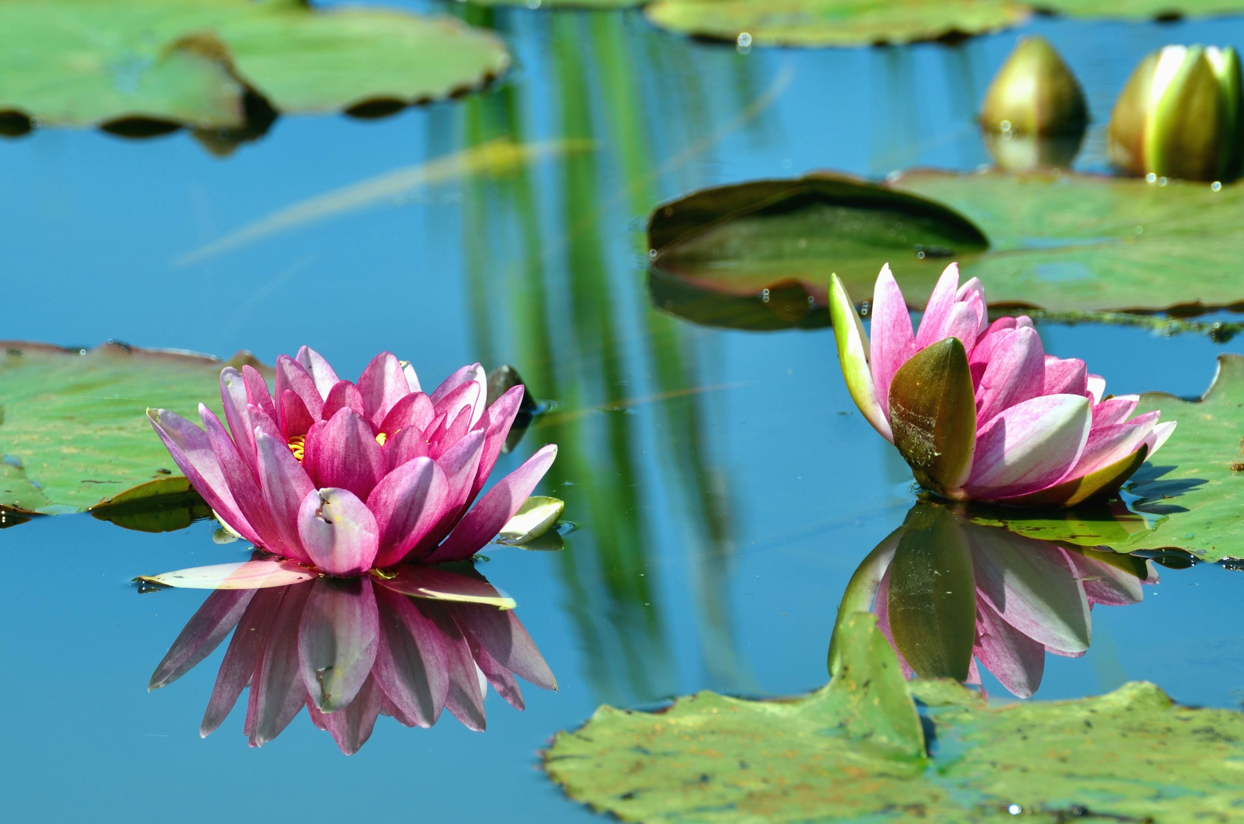 galerie glacis Tableau fleur de lotus au bord du lac