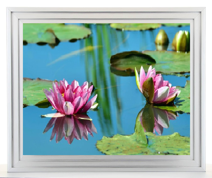 galerie glacis tableau fleur de lotus au bord du lac caisse américaine blanche