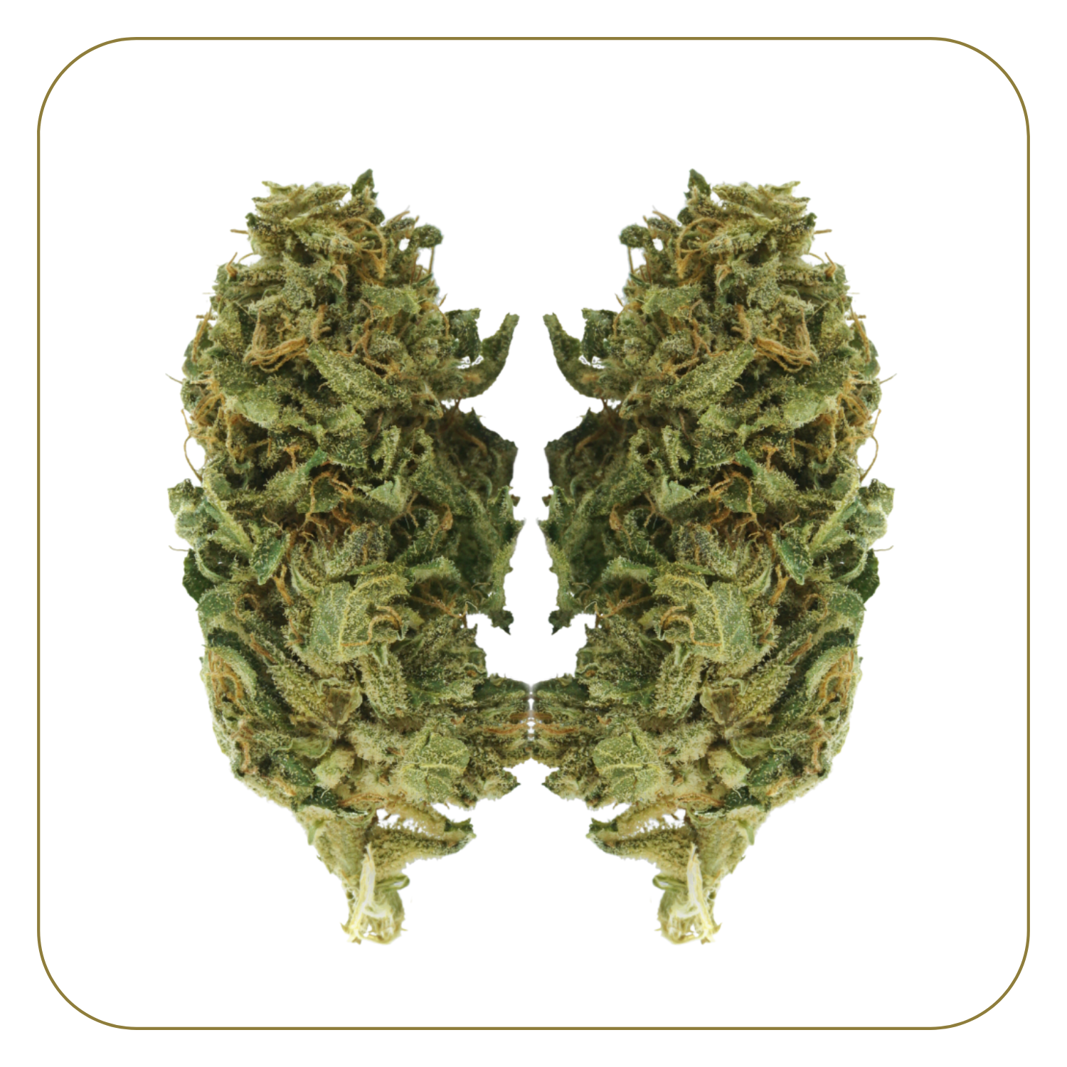 Gelato Greenhouse 14%