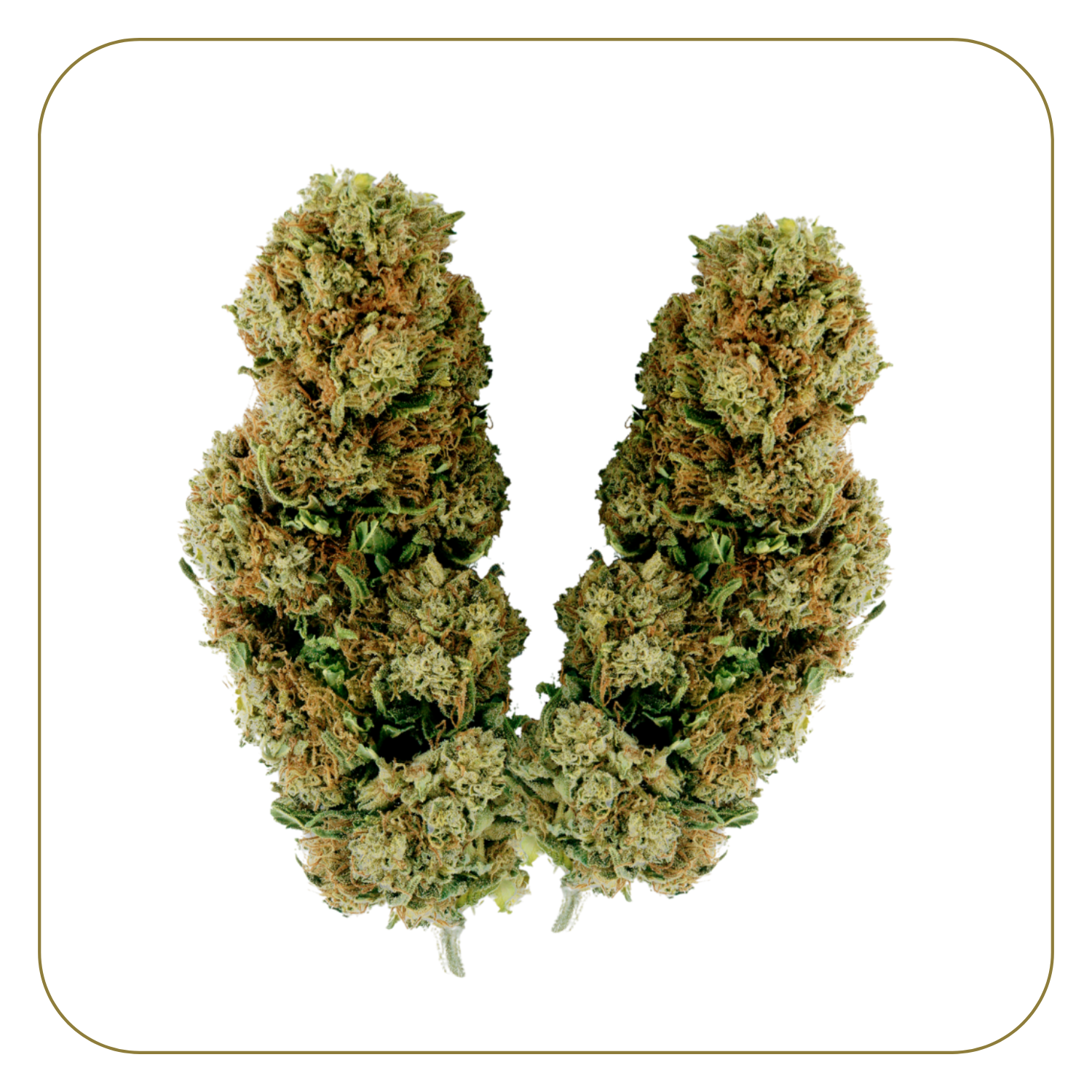 Star 5 CBG Indoor 17%