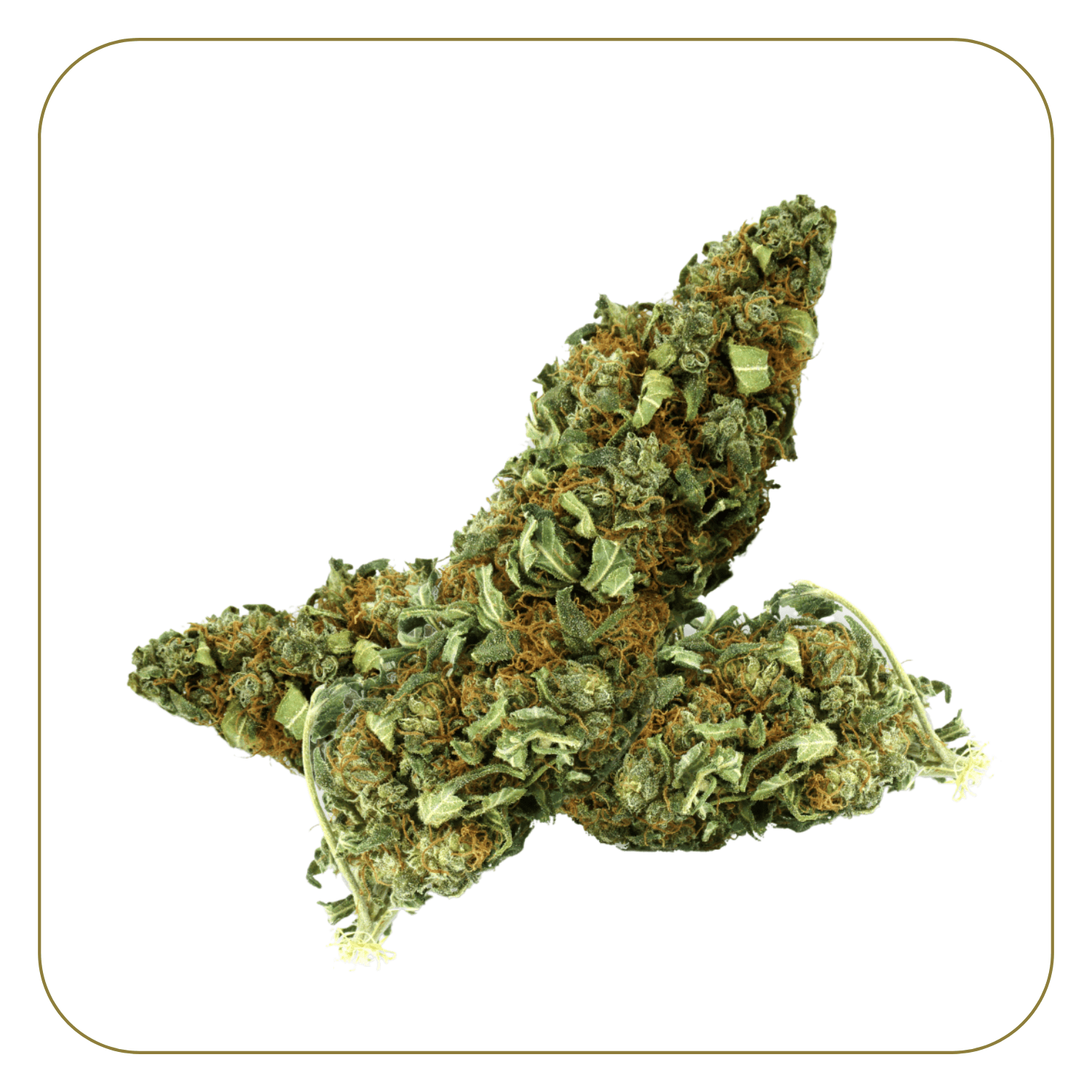 fleur-cbd-memory-loss-indoor