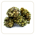 fleur-cbd-mango-kush-greenhouse