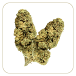 fleur-cbd-banana-kush-indoor