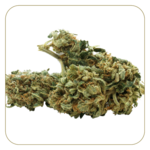 fleur-cbd-crystal-snow-greenhouse