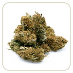 fleur-cbd-jack-herer-outdoor