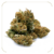 fleur-cbd-jack-herer-outdoor