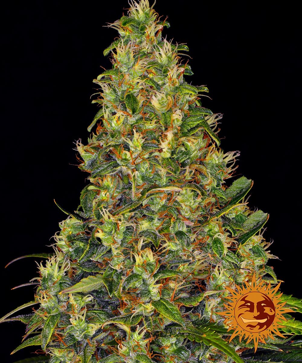 __amnesia-haze-auto_circle_new_21_191477