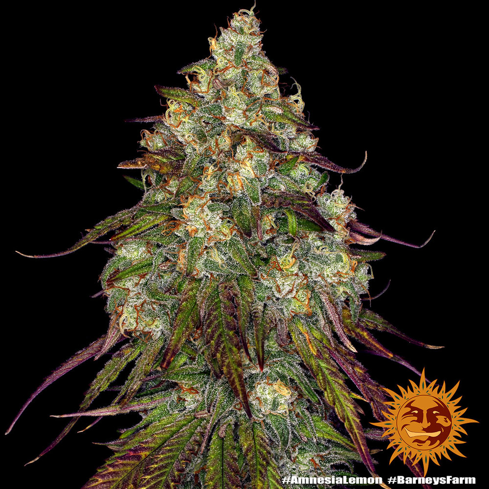 amnesia-lemon_4_241135