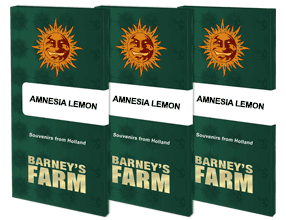 amnesia-lemon_packet_1_seed