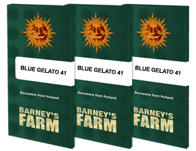 blue-gelato-41_packet_1_seed