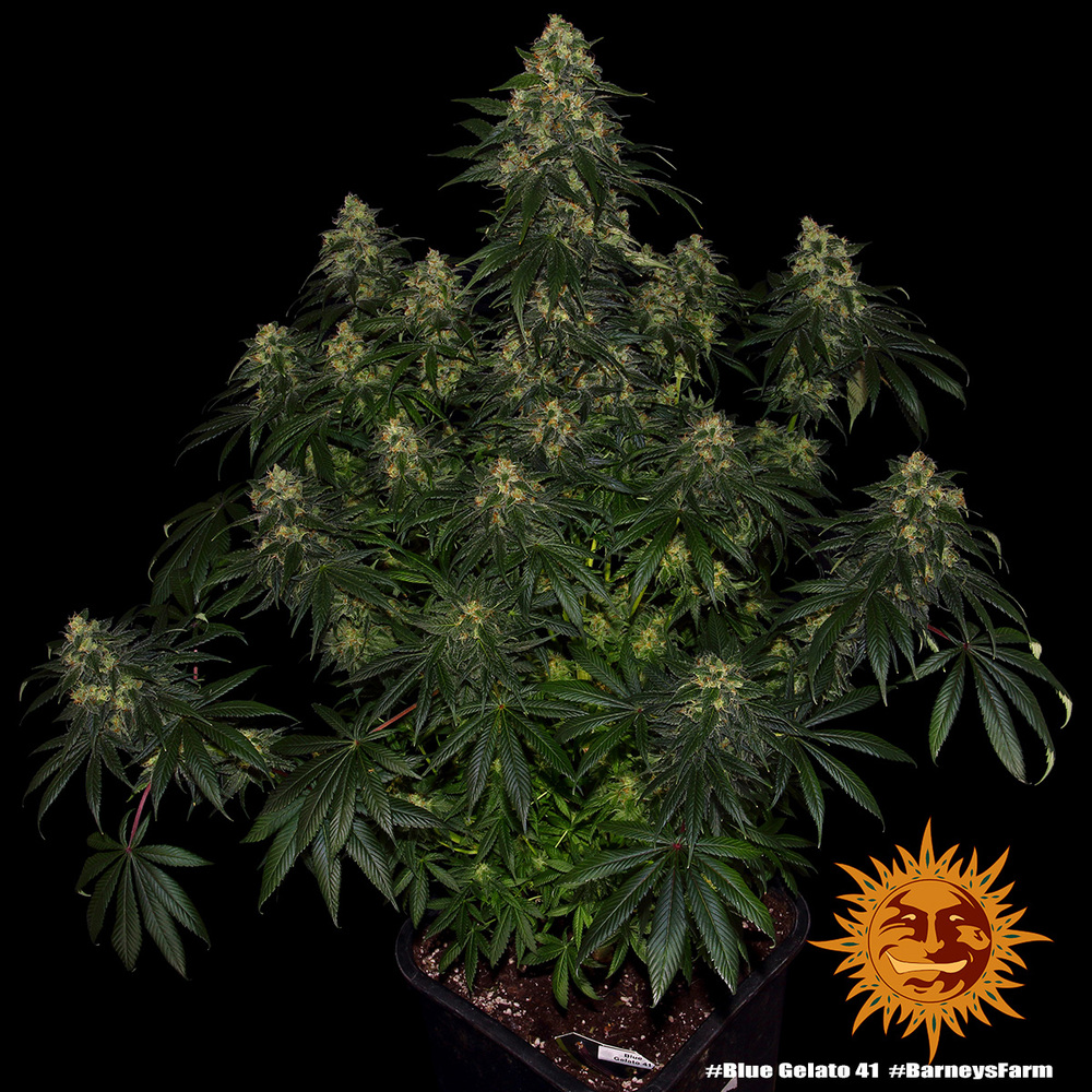 blue-gelato-41_7_243213