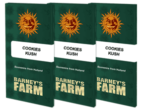 COOKIES KUSH™ Graines De Cannabis
