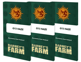G13 HAZE™ Graines De Cannabis