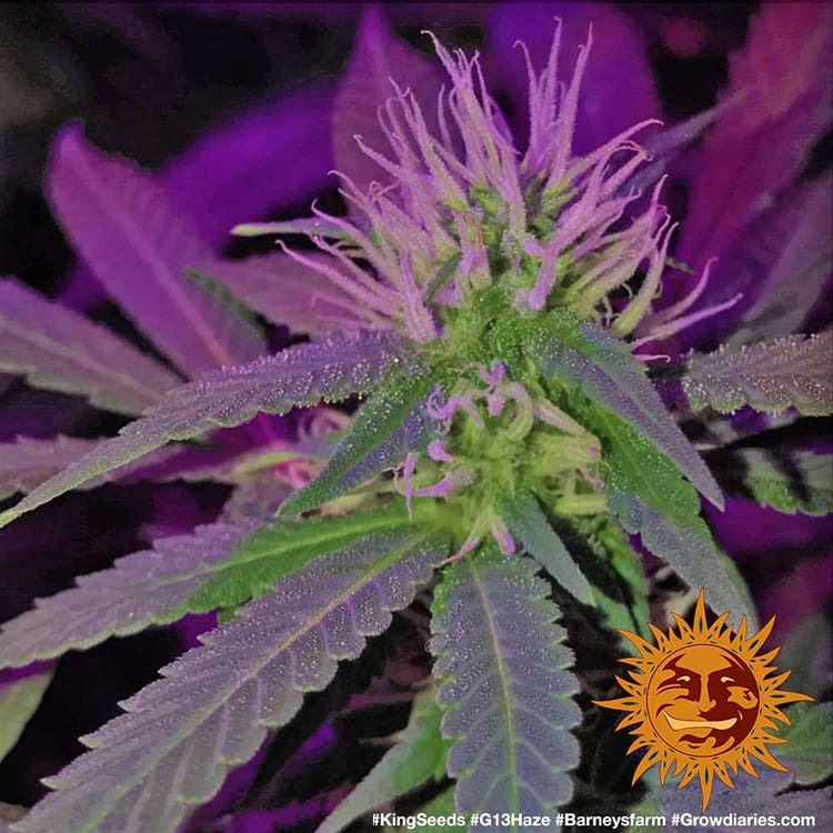g13-haze_5_210303