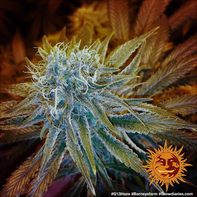 g13-haze_9_262442