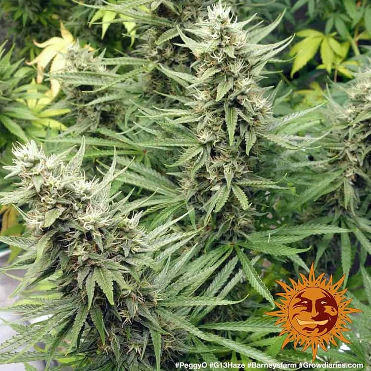 g13-haze_8_262442