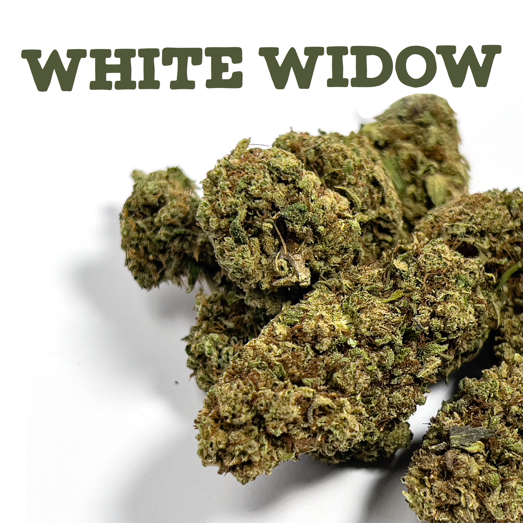 White Widow Greenhouse - Fleurs CBD