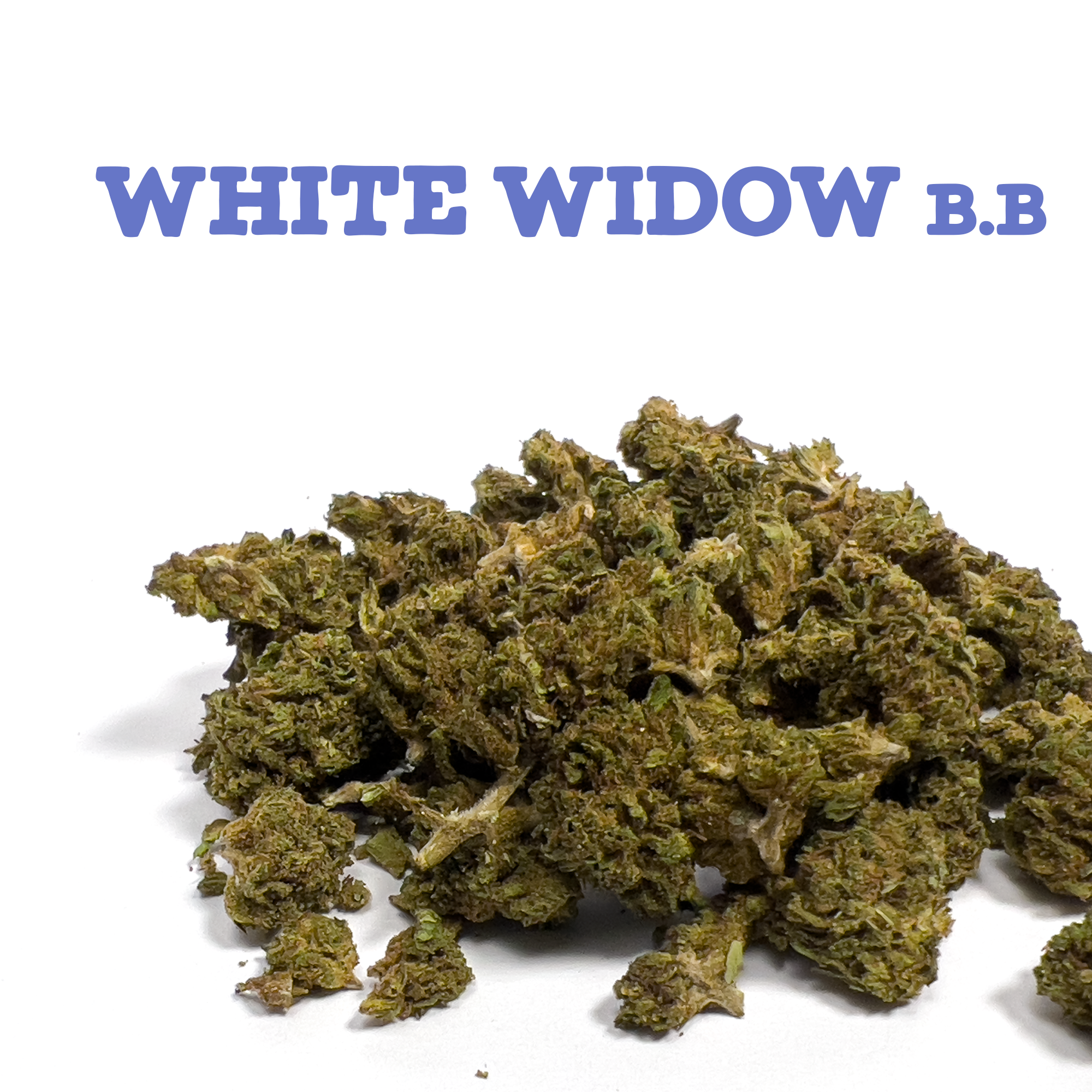 White Widow BabyBud CBD Greenhouse