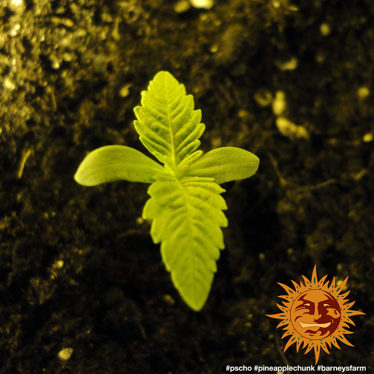 pineapple-chunk_1_344685