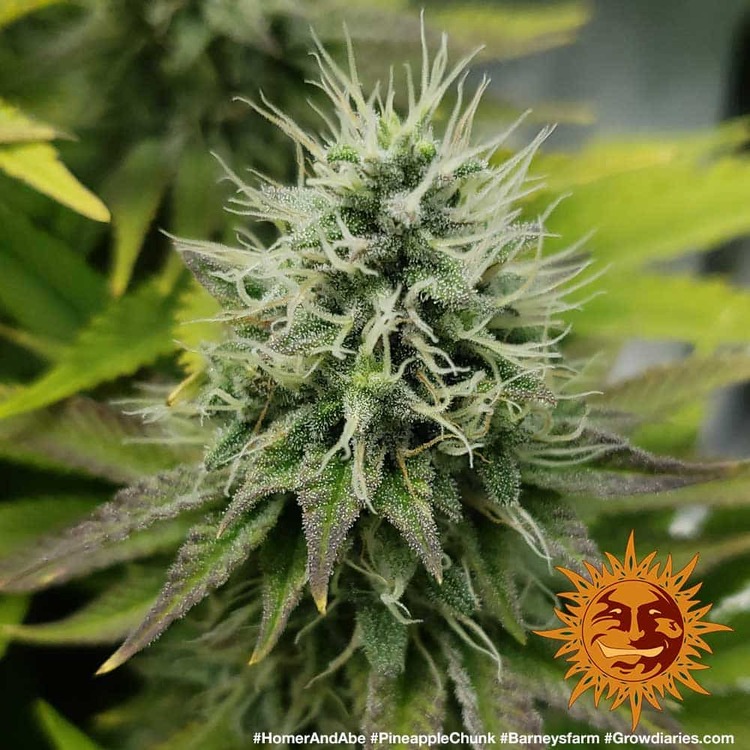 pineapple-chunk_6_344687