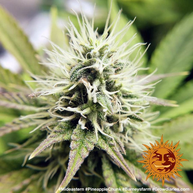 pineapple-chunk_8_344687