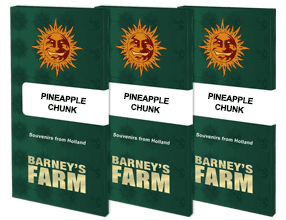 PINEAPPLE CHUNK Graines de cannabis
