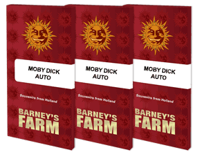 MOBY DICK AUTO Graines de cannabis
