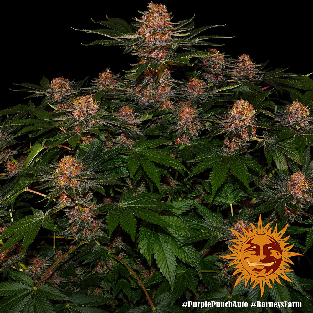 purple-punch-auto_3_240320