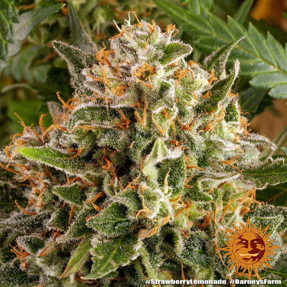 strawberry-lemonade_4_245737