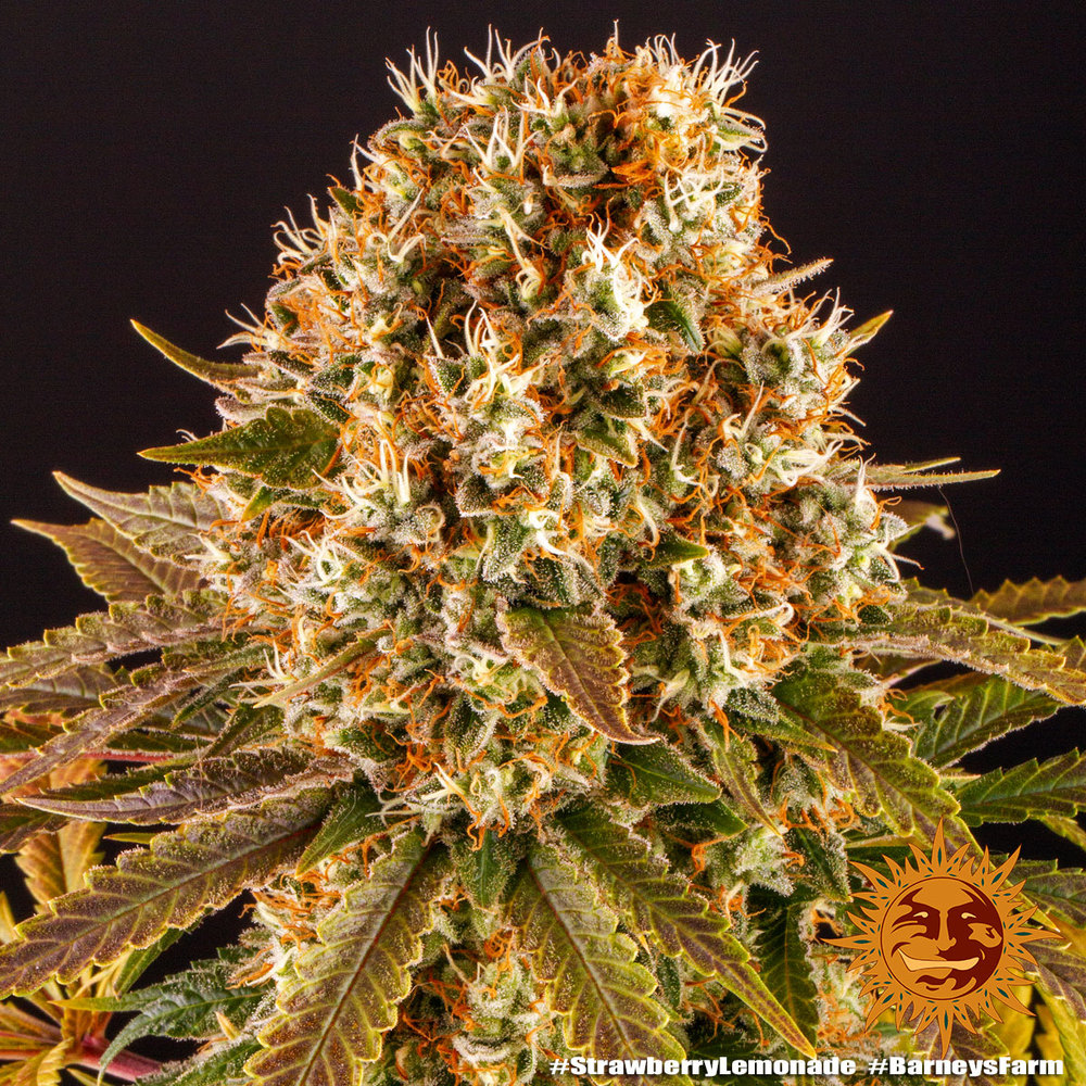 strawberry-lemonade_6_245737