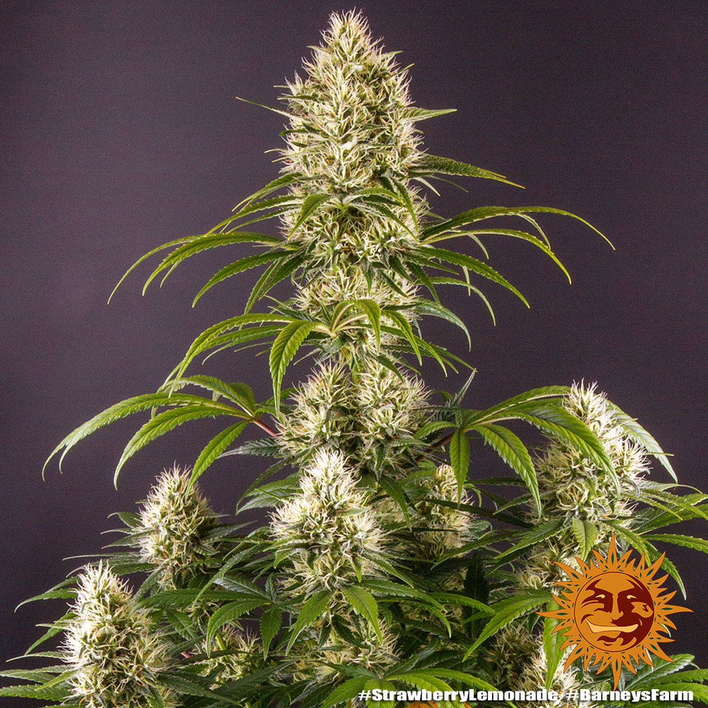 strawberry-lemonade_10_245738