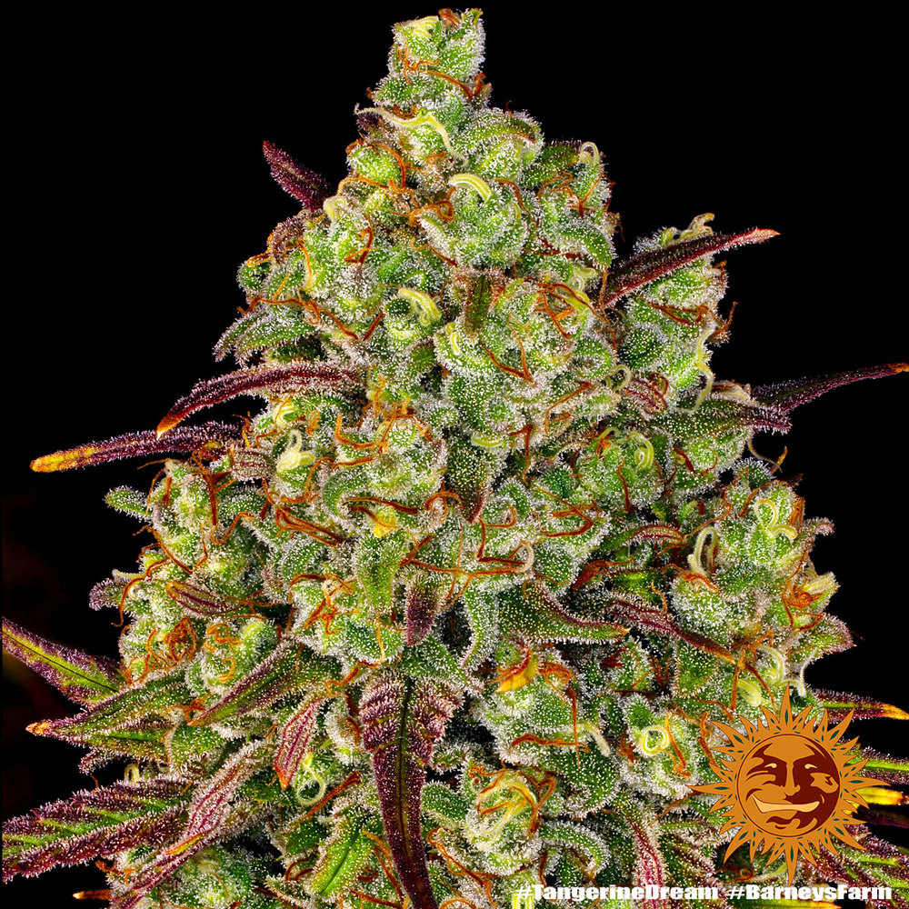 tangerine-dream_3_245857