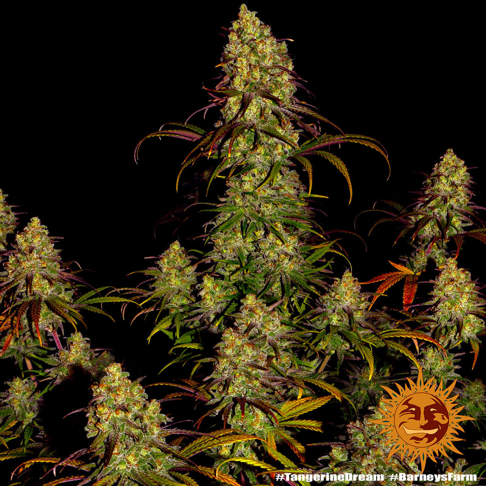 tangerine-dream_9_245859
