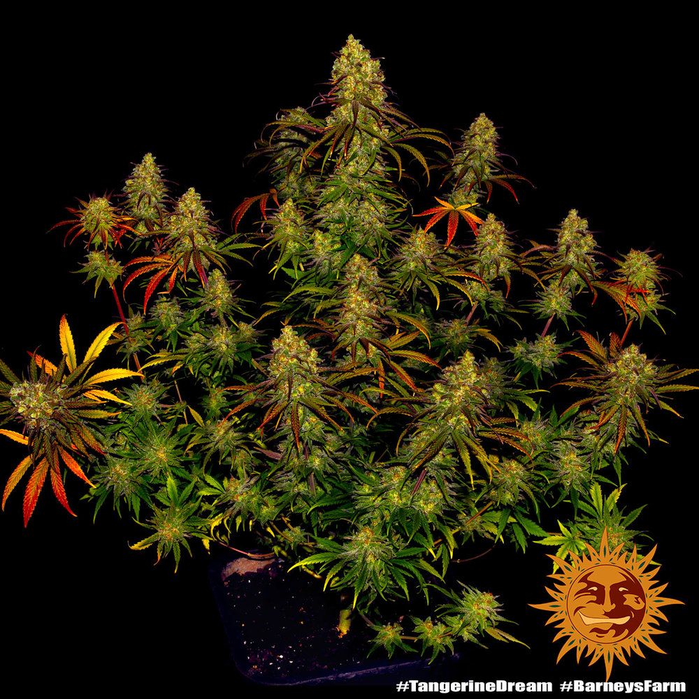 tangerine-dream_10_245859