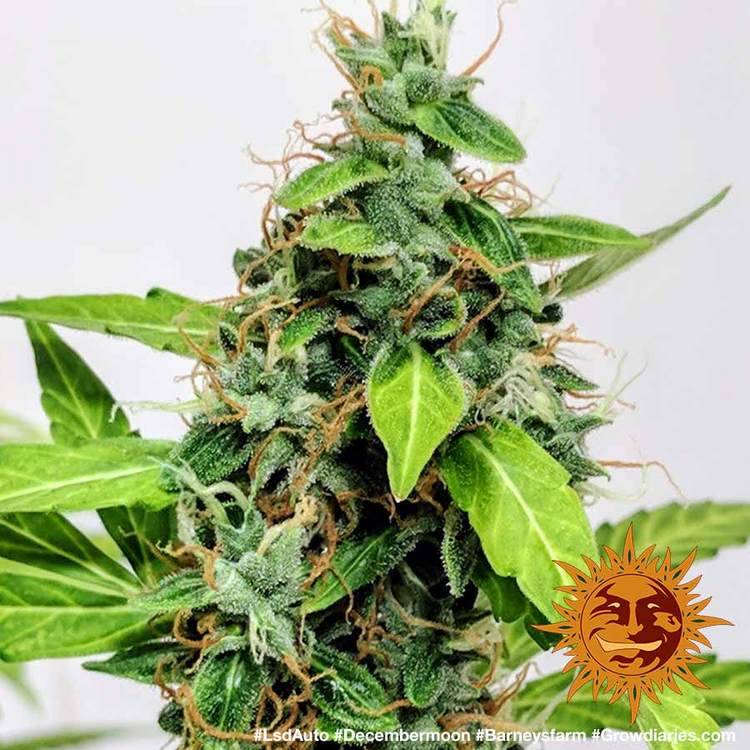 lsd-auto_6_615687