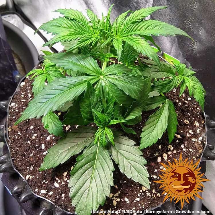 lsd-auto_5_210876