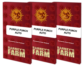 purple-punch-auto_packet_1_seed