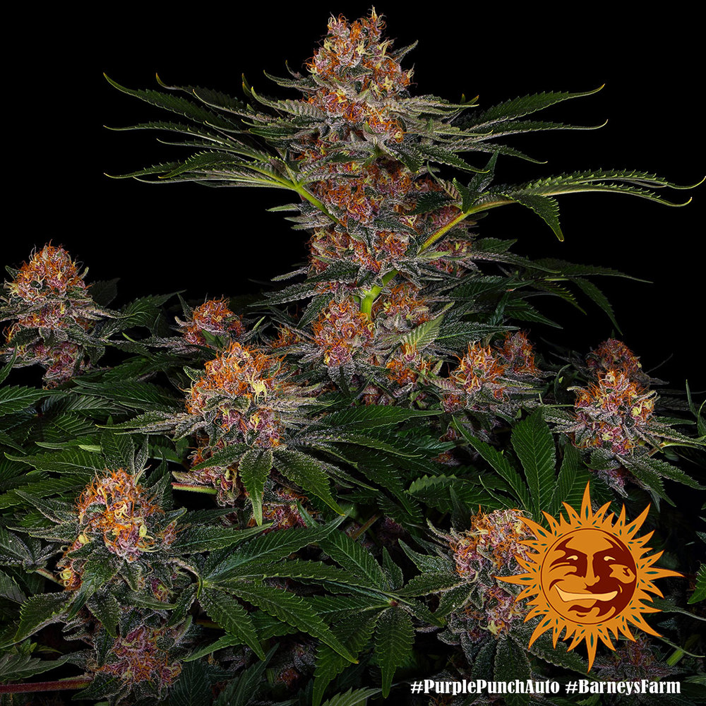 purple-punch-auto_10_240322