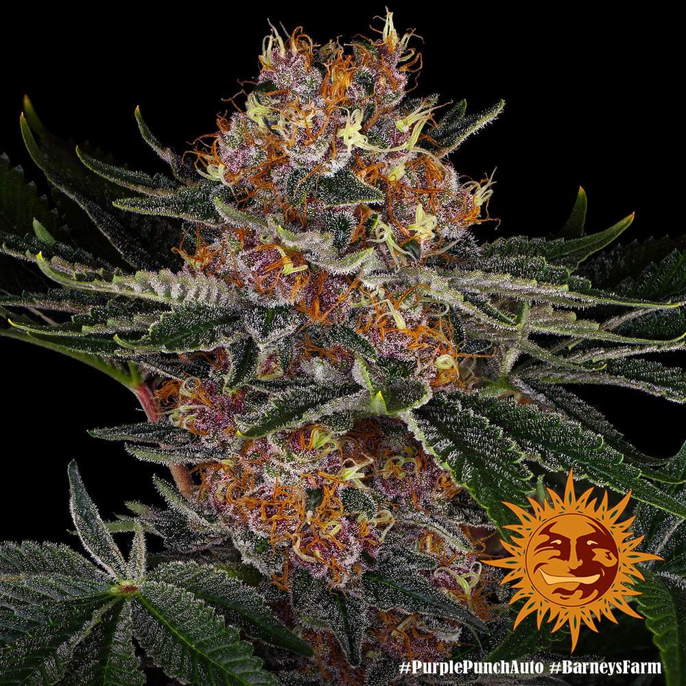 purple-punch-auto_7_240321