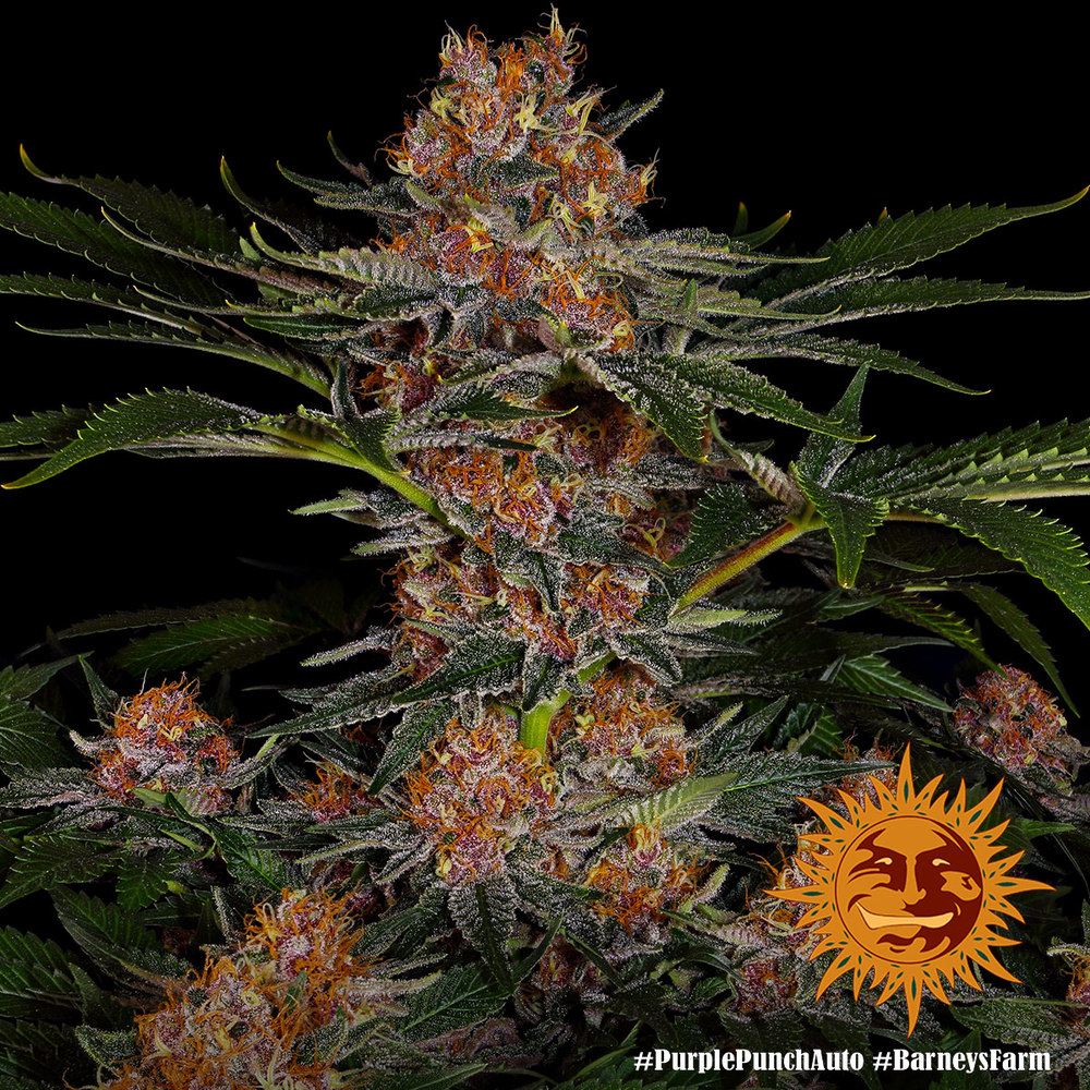 purple-punch-auto_9_240322