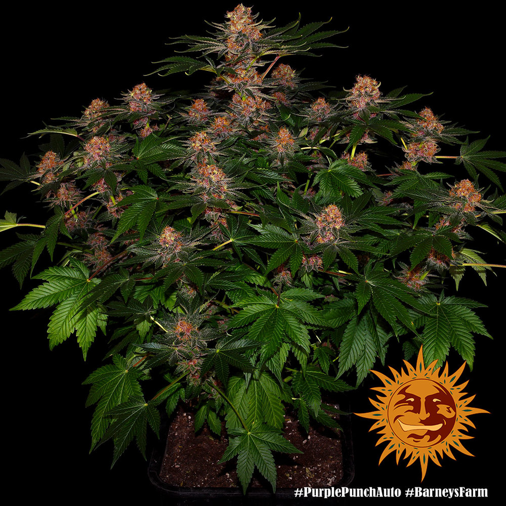 purple-punch-auto_1_240320