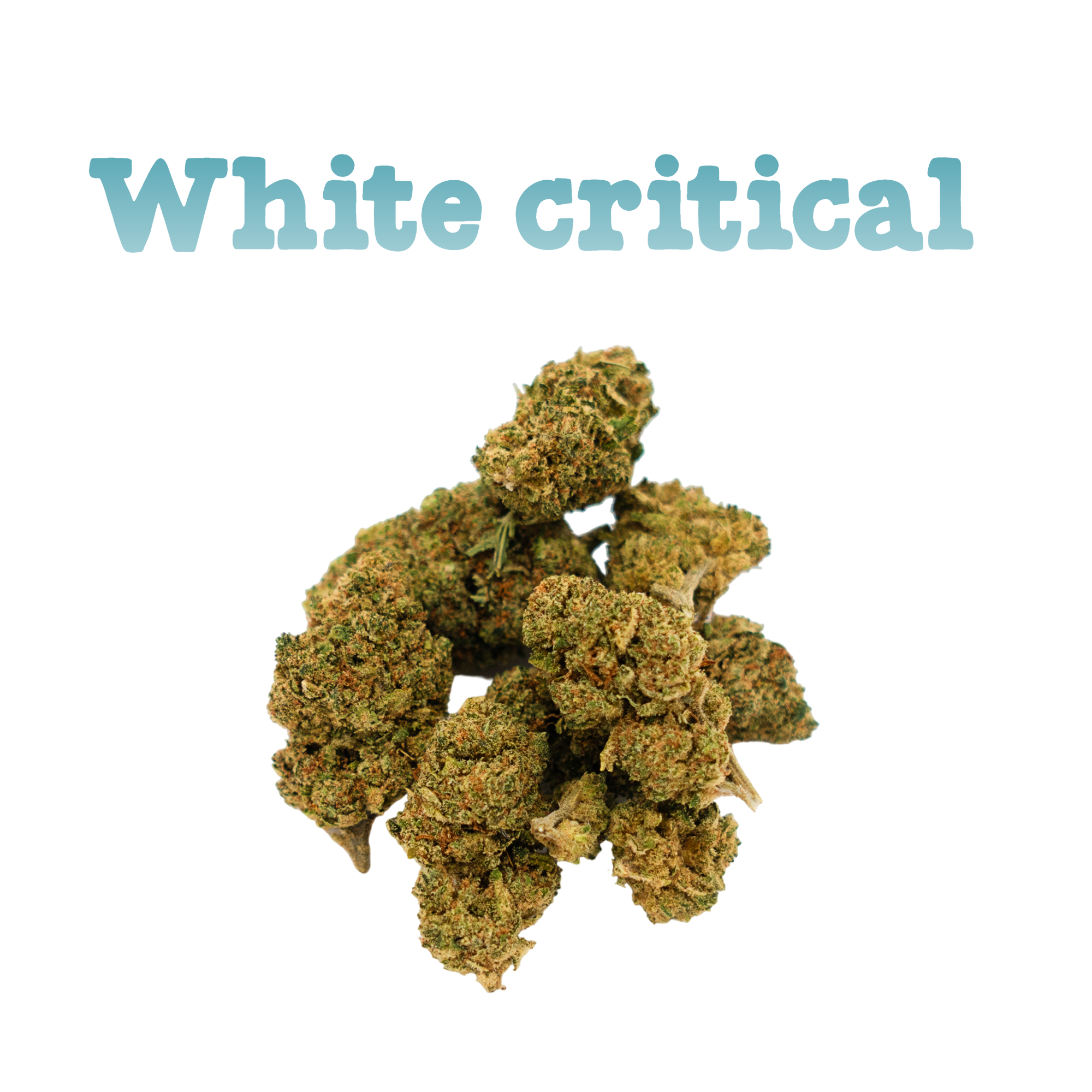White critical - fleur de CBD