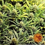 acapulco-gold_4_058221