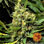 acapulco-gold_7_260788