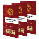 amnesia-haze-auto_packet_large_seeds
